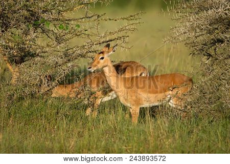 Female Kudu Antelope, Buck (khoikhoi) Herbivore Eating Fresh Green Leaves From The Tree Branch, Secr