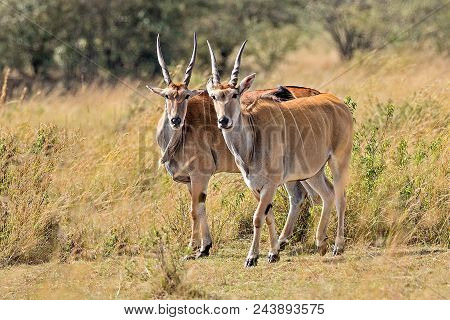 Female Kudu Antelope, Buck (khoikhoi) Herbivore Eating Fresh Green Leaves From The Tree Branch, Secr