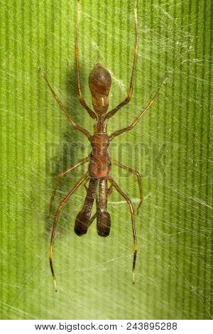 Ant Mimicking Spider, Myrmarachne Sp, Salticidae, Bangalore