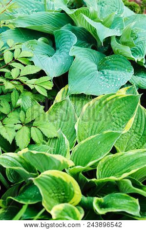 Different Hostas Planted With Astilbe In Garden Mixed Border. Shade Tolerant Plants In Summer