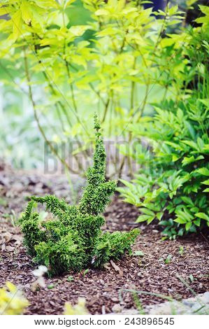 Thuja 