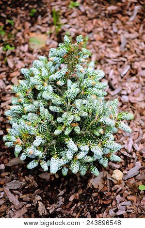 Abies Koreana Kohouts Icebreaker, New Dwarf Cultivar Of Korean Fir With Silvery Curvy Needles