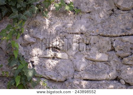 Abstract Image Texture For Designers With Huge Twiner On The Stone Wall. It Is Good Space For Promo 