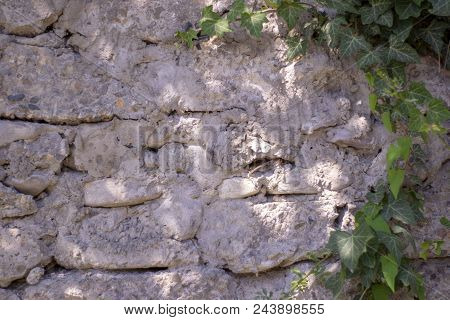 Abstract Image Texture For Designers With Huge Twiner On The Stone Wall. It Is Good Space For Promo 