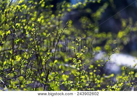 Green Bush Close-up. Young Leaves On A Green Bush. Spring Flowering. The Concept Of Beauty And Flowe