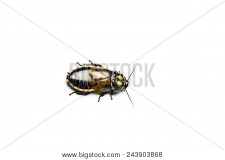 Headlight Cockroach. Lucihormetica Cockroach Isolated On White.