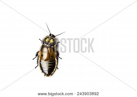 Headlight Cockroach. Lucihormetica Cockroach Isolated On White.