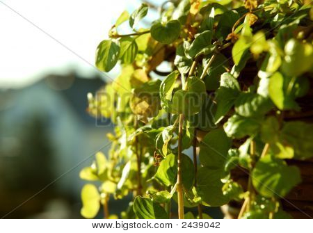 Grøn balkon plante