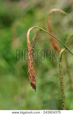 Pendulous Sedge Close Up - Latin Name - Carex Pendula