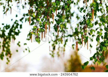 Beautiful Branch Of A Birch. Natural Background. Earrings On A Birch Branch. Horizontal Image