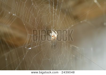 Spindelvæv Spider