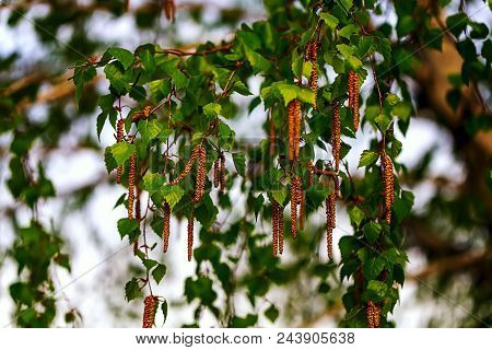 Beautiful Branch Of A Birch. Natural Background. Earrings On A Birch Branch. Horizontal Image
