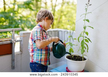 Active Little Preschool Kid Boy Watering Plants With Water Can At Home On Balcony. Little Child Help
