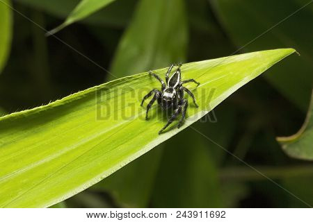 Jumping Spider, Salticidae, Aarey Milk Colony Mumbai