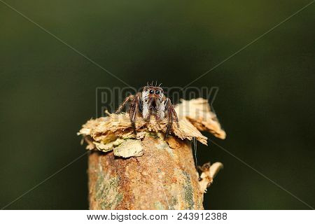 Jumping Spider, Salticidae, Agumbe Arrsc, Karnataka , India