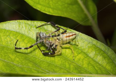 Jumping Spider, Telamonia Dimidiata, Salticidae, Bangalore