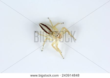 Jumping Spider, Telamonia Dimidiata, Salticidae, Bangalore