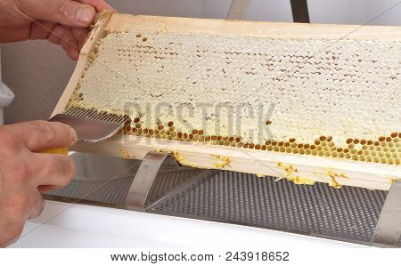 Colorful And Crisp Image Of Uncapping Of Honeycomb At Plastic Tub