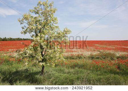 Spring meadow with blossoming daisies and poppy flowers 