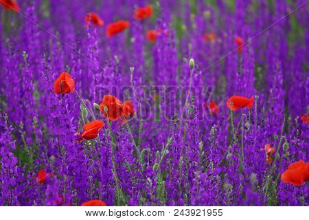 Flower carpet of blossoming poppies and delphinium flowers