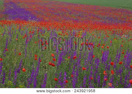 Flower carpet of blossoming poppies and delphinium flowers
