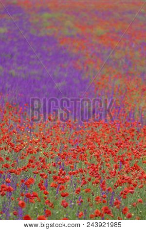Flower carpet of blossoming poppies and delphinium flowers
