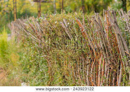 Wooden Sticks Fence Background Texture At Green