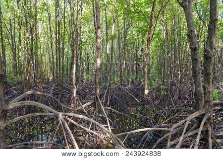Mangrove Trees And Roots Nature At Kung Krabaen Bay Thailand