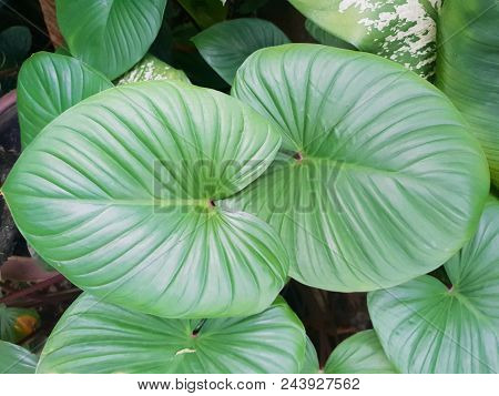 Top View King Of Heart, Green Tree As A Background, Nature Wallpaper Concept. Empty. Too Soft. Space