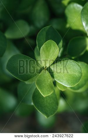 Close Up Of Green Botanical Aichryson Succulent