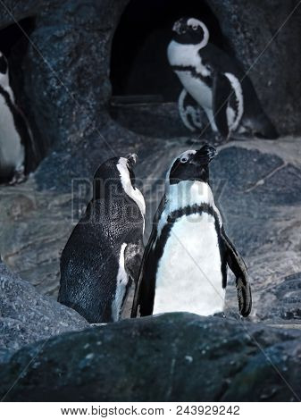 Closeup Dual Magellanic Penguin On A Rock Isolated On Nature Background