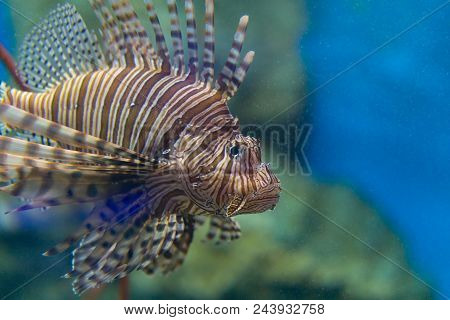 Big Lion Fish In The Aquarium Is Swimming Alone