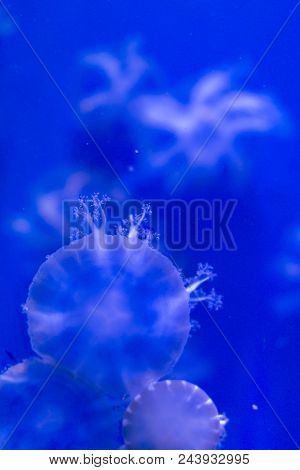 Blue Jelly Fish In The Blue Sea
