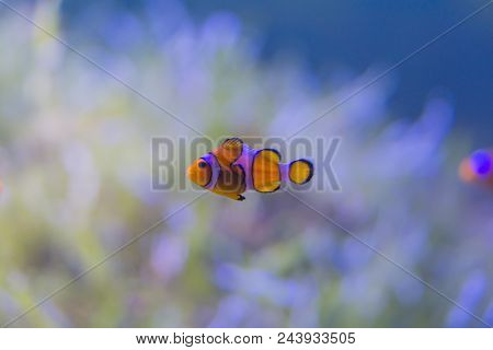 Orange Coral Reel Fish In Thailand Sea With Coral As Background.