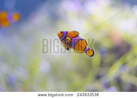 Orange Coral Reel Fish In Thailand Sea