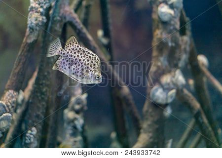 Spot Fish Is Swimming Under The Sea, It Is Similar To Trunkfish