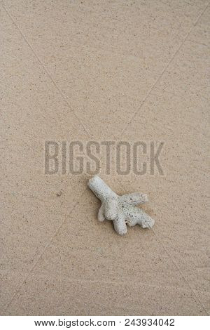 Dead Coral Lie On The Sand On The Sea Beach