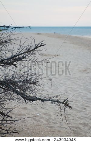 Dead Wood On The Beach In Thailand
