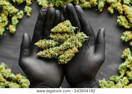 Grinder A Lot Ofx Marijuana, Fresh Buds Of Cannabis Many Weed. Copy Spase Copy-space