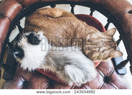 Top View Of Two Domestic Cats Side By Side Resting On Red Armchair