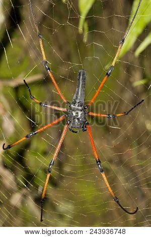 Signature Spider, Argiope Sp, Araneidae, Tripura