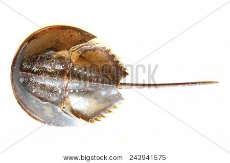Atlantic Horseshoe Crab Isolated On The White Background