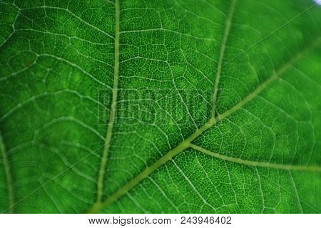 Macro Image Of Horse Chestnut Tree Leaf. Green Plant Surface With Pale Veins. Selected Focus.