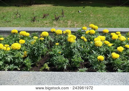 Marigolds Bearing Globose Yellow Flower Heads In The Flowerbed