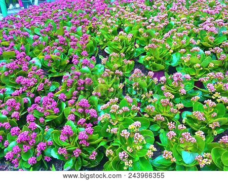 Background Of  Impatiens Baby Scarlet Flowers (impatiens Walleriana)