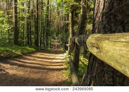 Hiking Trail Path  In Green Forest. Located I, Roztochia Region, Poland