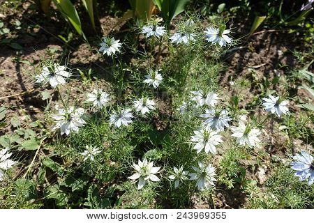 Pale Blue And White Flowers Of Nigella Damascena