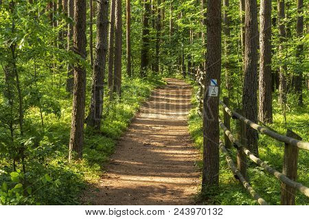 Hiking Trail Path  In Green Forest. Located I, Roztochia Region, Poland