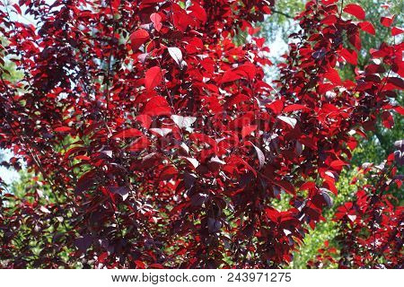 Red Leafage Of Prunus Pissardii In Spring
