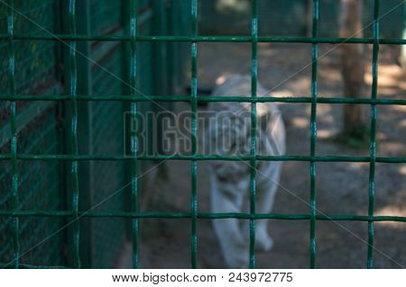 White Bengal Tiger At The Green Lattice